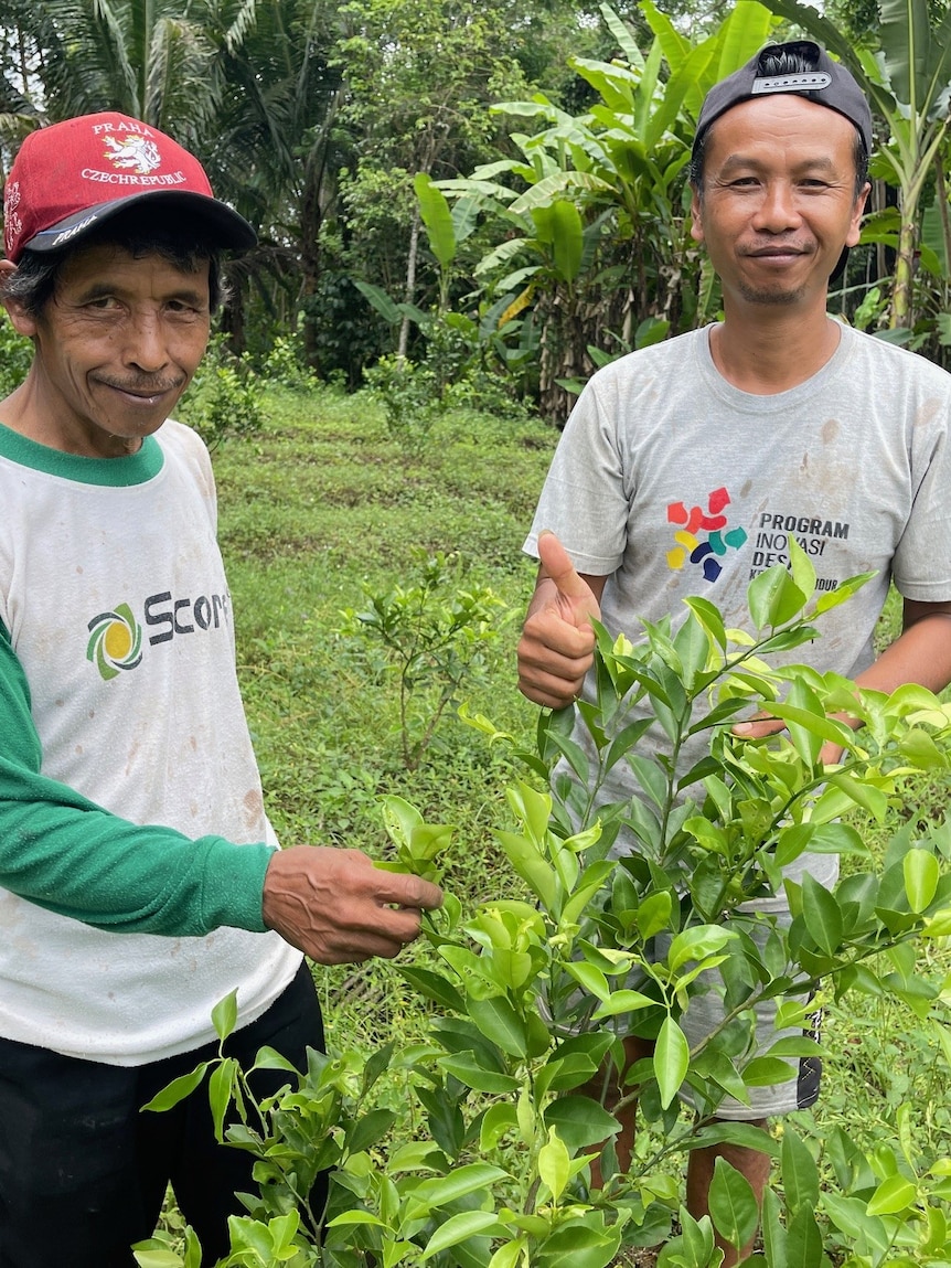 How Indonesian farmers are protecting Australia’s $1b citrus industry