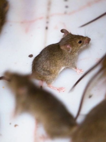 Farmers say an easy solution to the mouse plague has been rejected