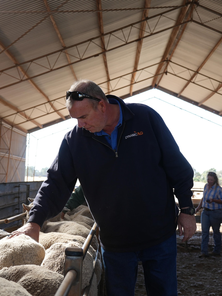 Farmers examine sheep for magic numbers to navigate drought