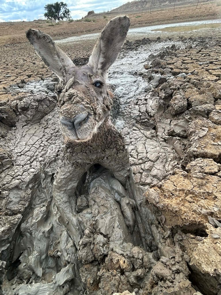 Farmer rescues kangaroo from mud amid ‘perilous’ drought conditions