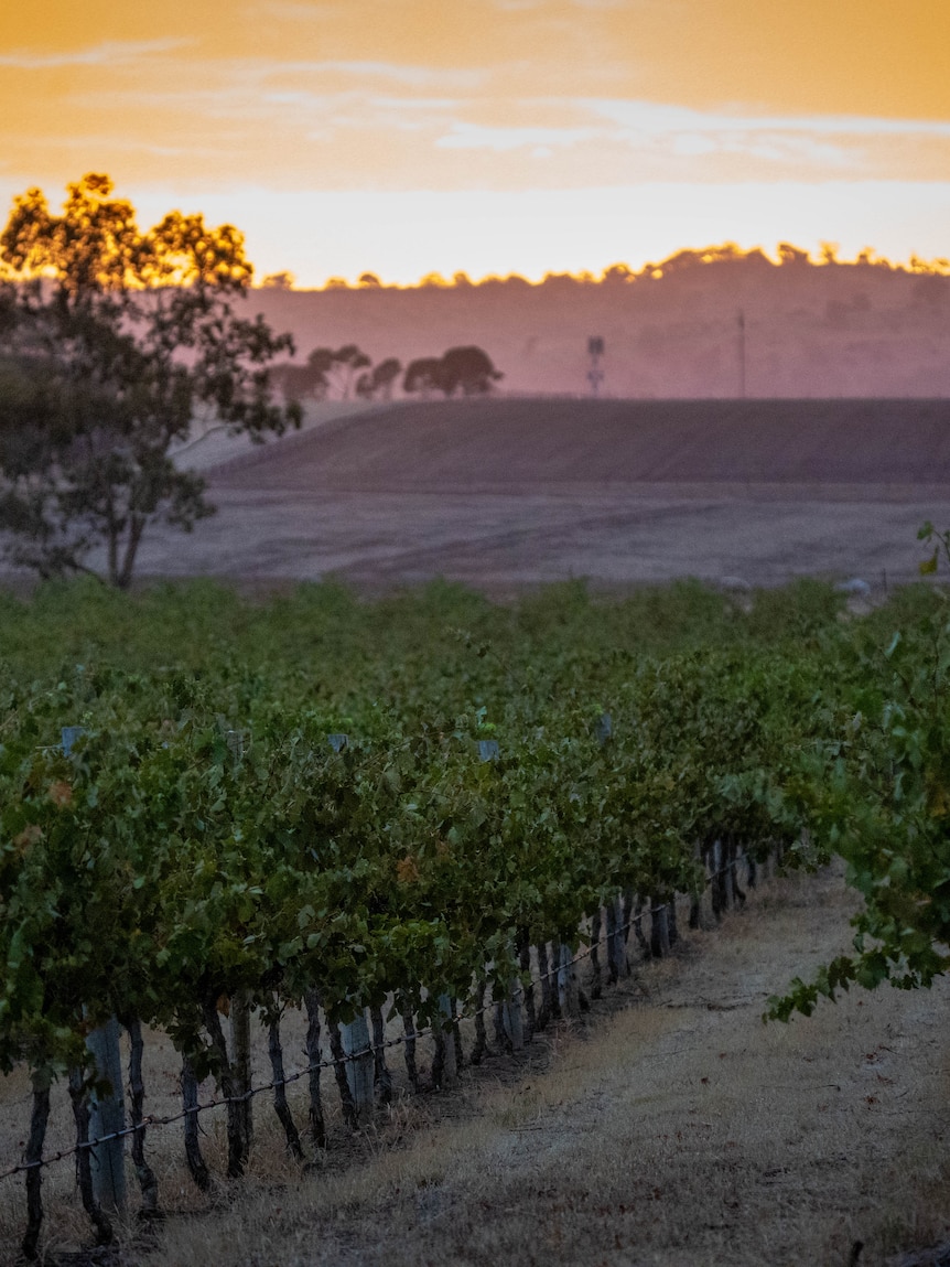 Wine code of conduct details emerge as industry continues to shrink