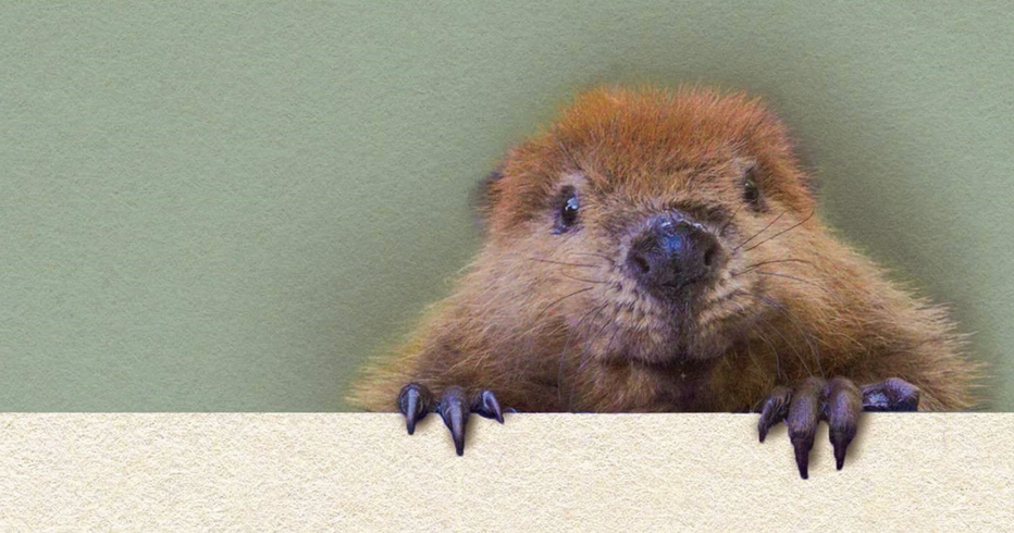 And Now, a Few Words on Behalf of Castor Canadensis