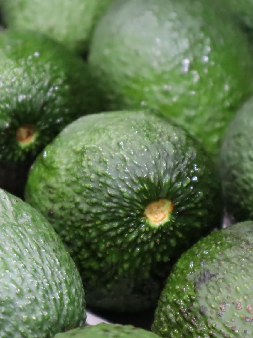 Bargain avocados in high demand but growers pay price