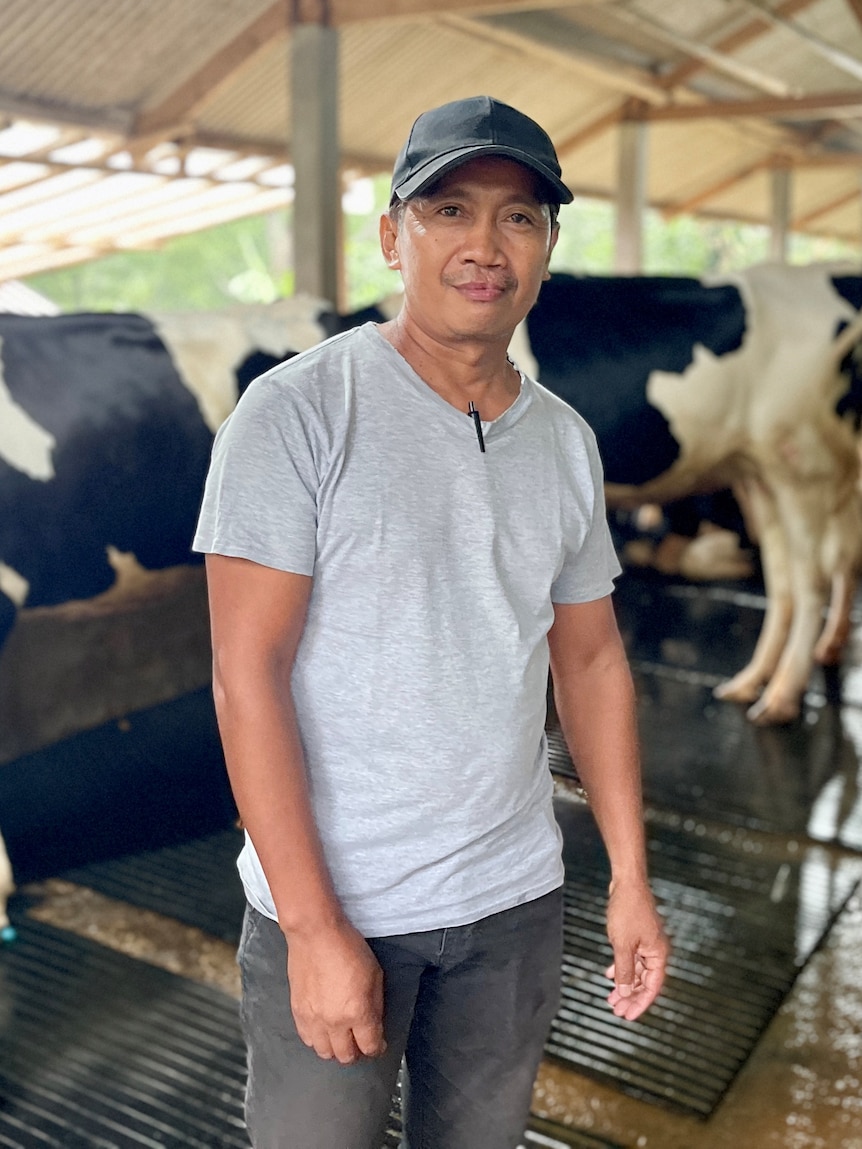 Australian cows help Indonesia’s slow recovery from FMD outbreak