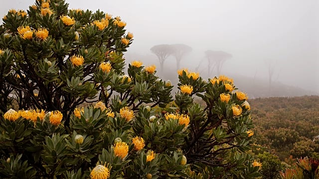 Once extinct flower now flourishing in a South African national park
