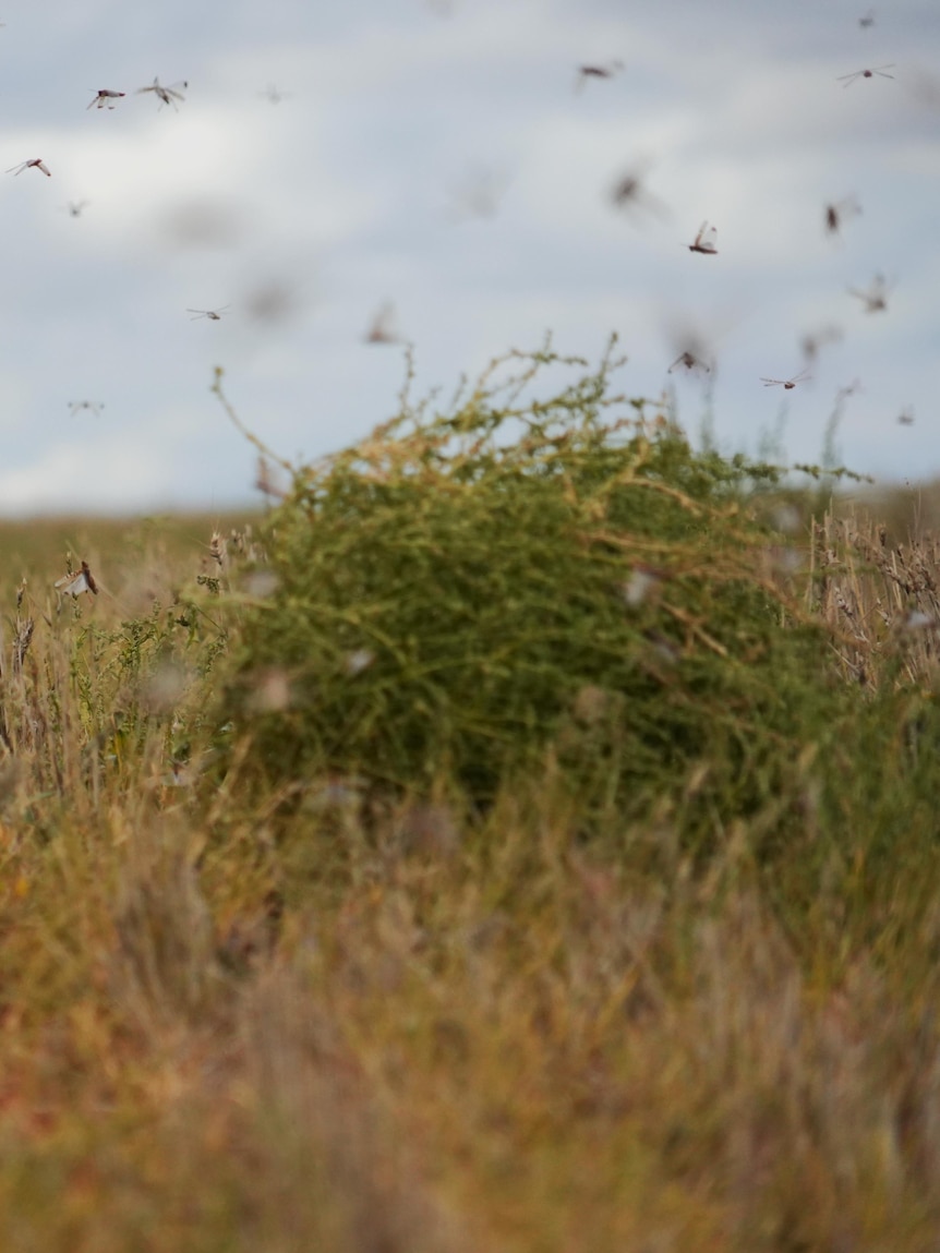 Farmers wary of new locust outbreak, despite forecast El Niño