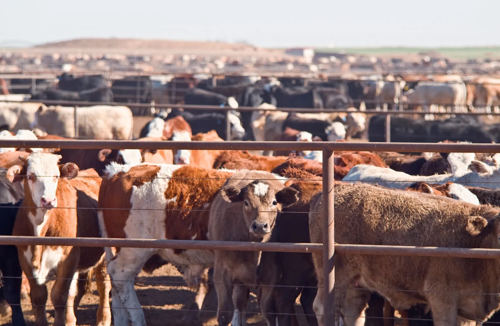 Cattle have numerous impacts on Earth’s climate and natural environments, despite misconceptions