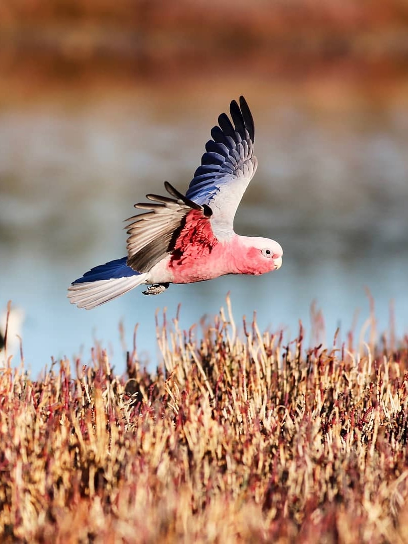 Outback cattle station granted permit to cull 20,000 native birds