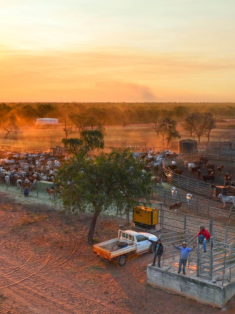 Cattle industry loses court appeal over live export ban compensation