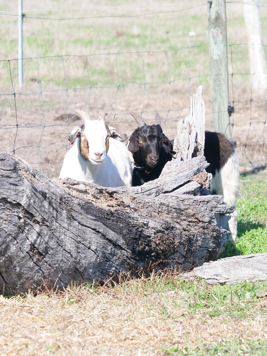 WA’s first pair of fainting goats settle into new home