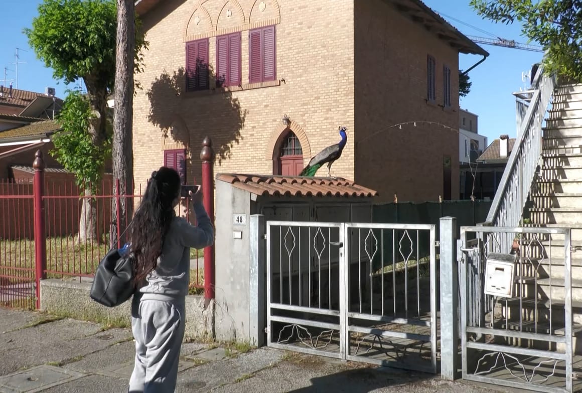 Meloni’s party gets tough on Italian peacock problem