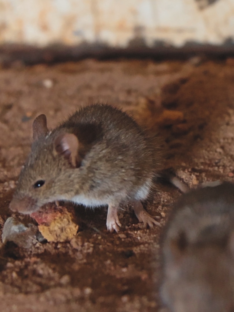 Stronger mouse poison allowed for ‘worst plague on record’