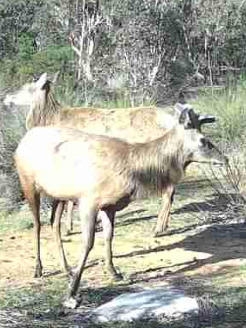 Elk have been spotted in the wild in SA. Where did they come from?