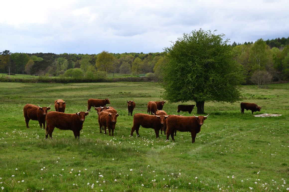 EU looks to cow manure to keep food prices down