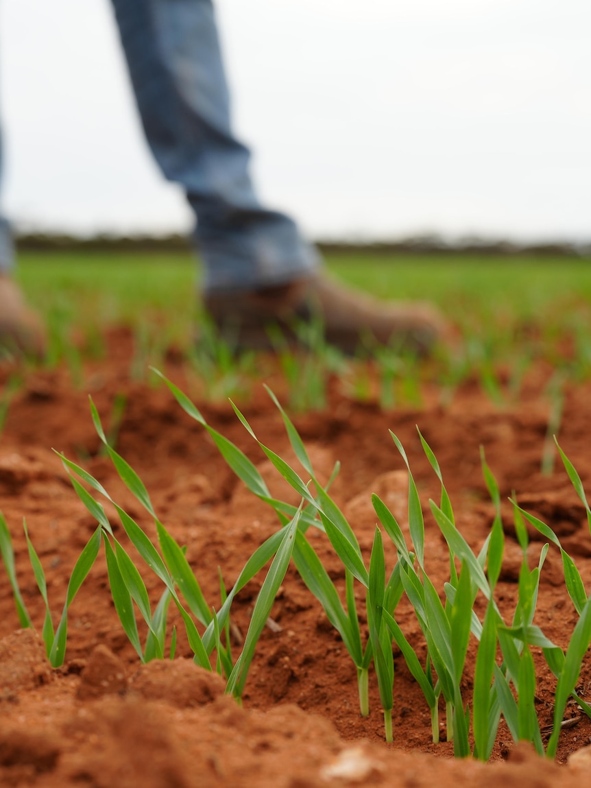 Green shoots after rain give SA farmers hope after years of drought