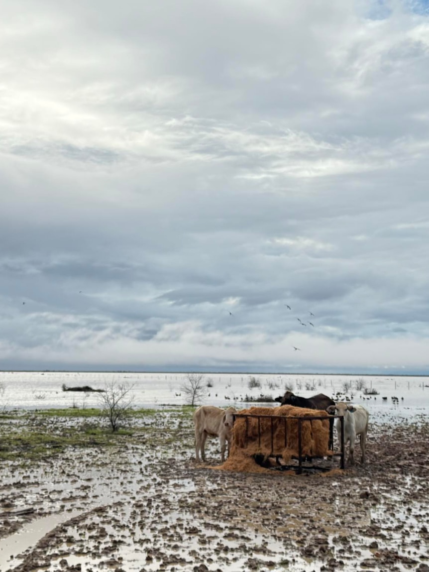 PM knocks back $94 million proposal to help flooded farmers restock