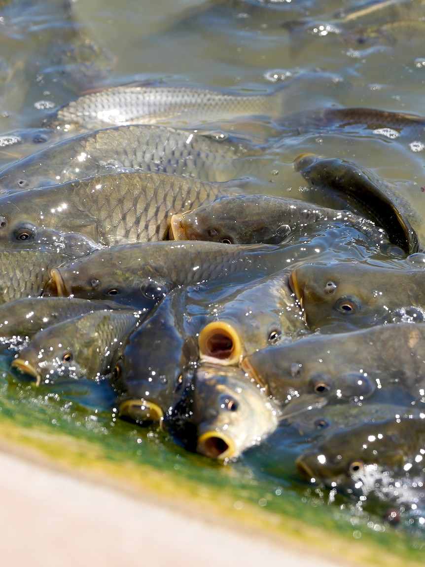 Fisheries body pushes for carp virus trial in Victoria’s Wimmera