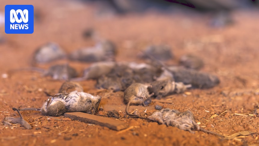 A mouse plague has broken out. Here’s what you need to know