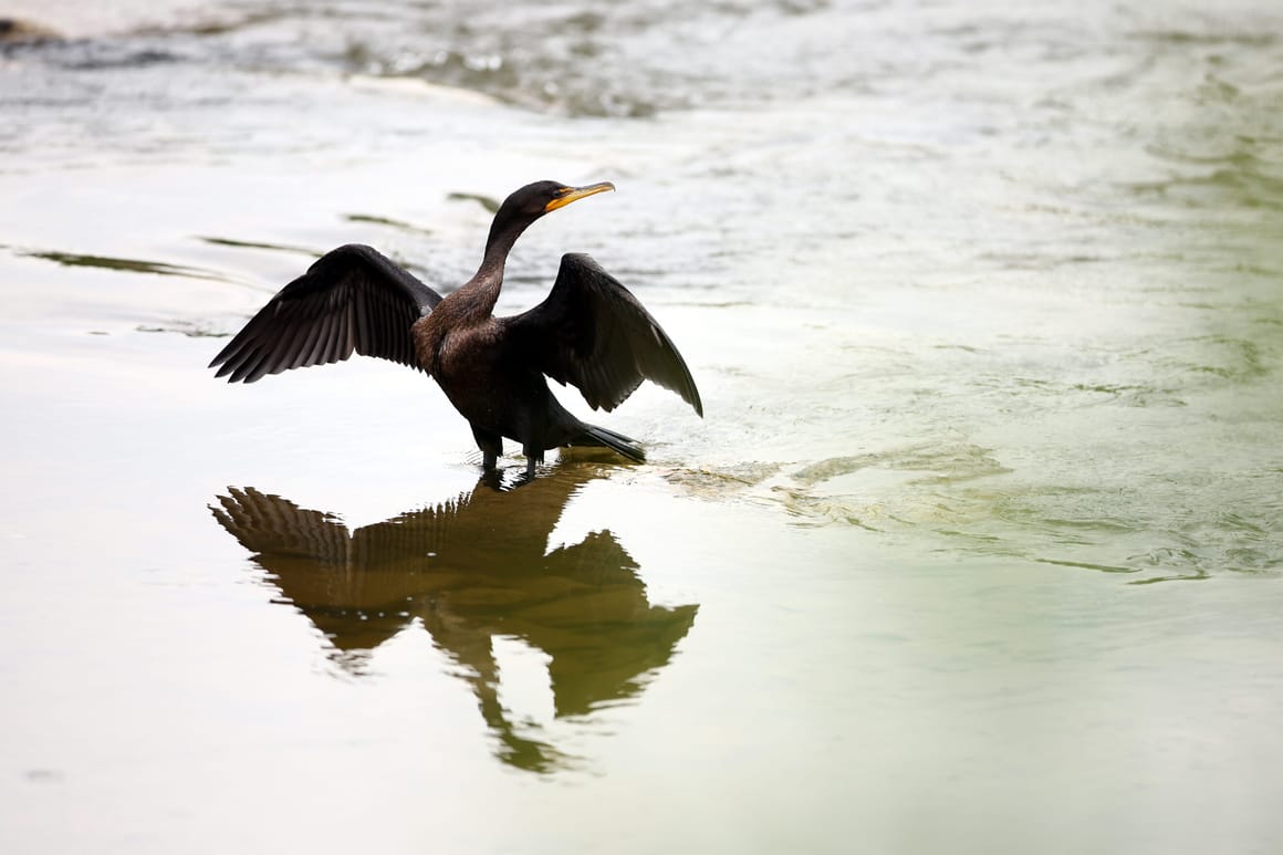 Last days of the cormorant: 10 EU countries want open season on fish-eating bird