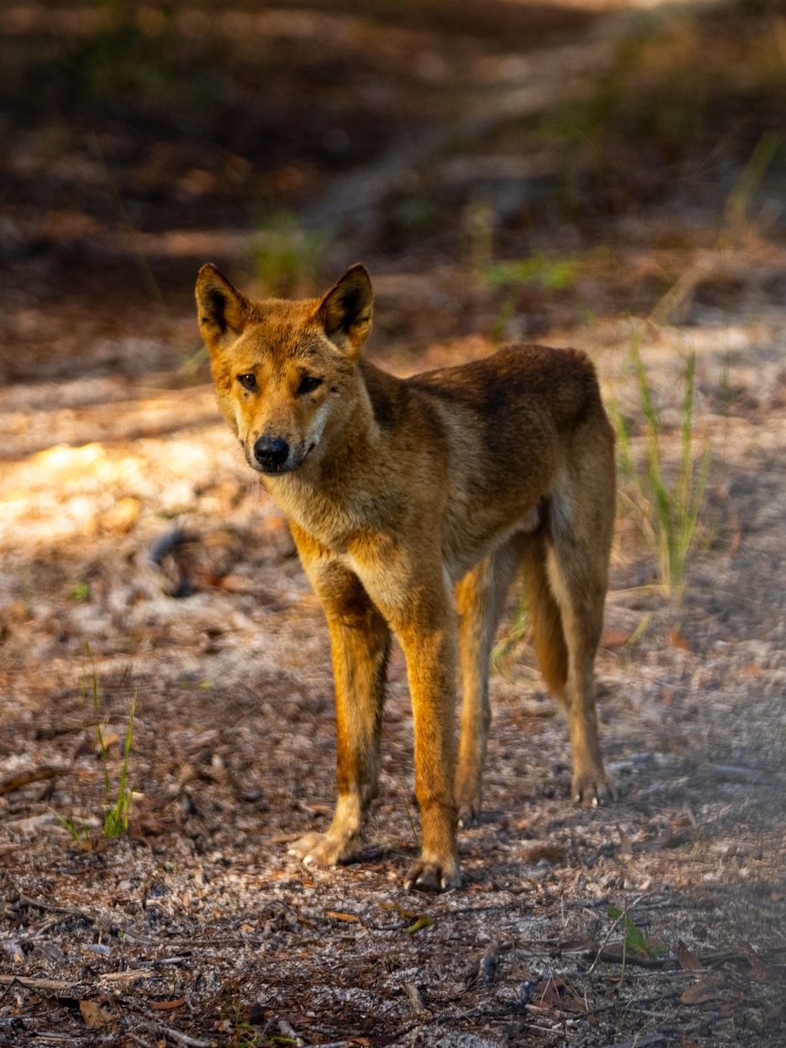 DNA study finds many dingoes may have some domestic dog genetics