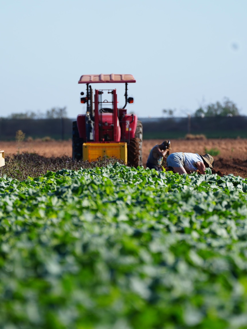 There are 40,000 trusts linked to Australian farms. Here’s why