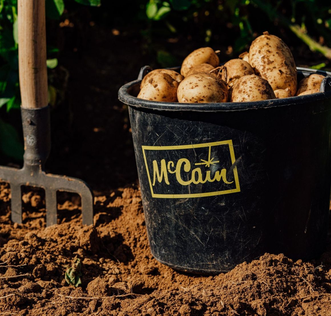 Resilience in agriculture from soil to spuds  