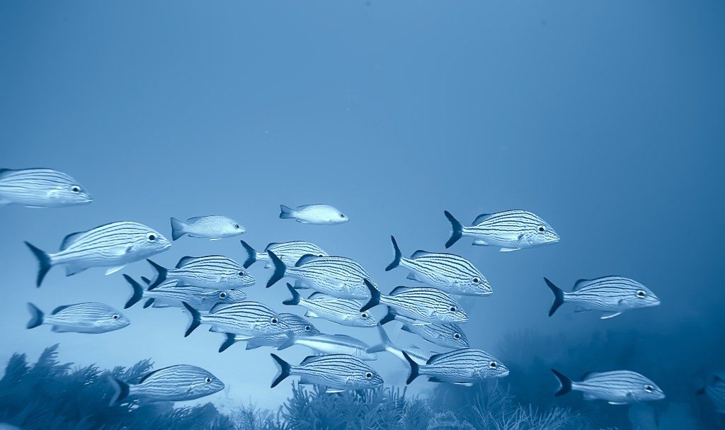 The Secret Light Compass Inside A Fish’s Brain