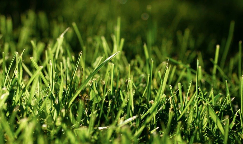 That Fresh-Cut Grass Smell? It’s a Plant’s Distress Call