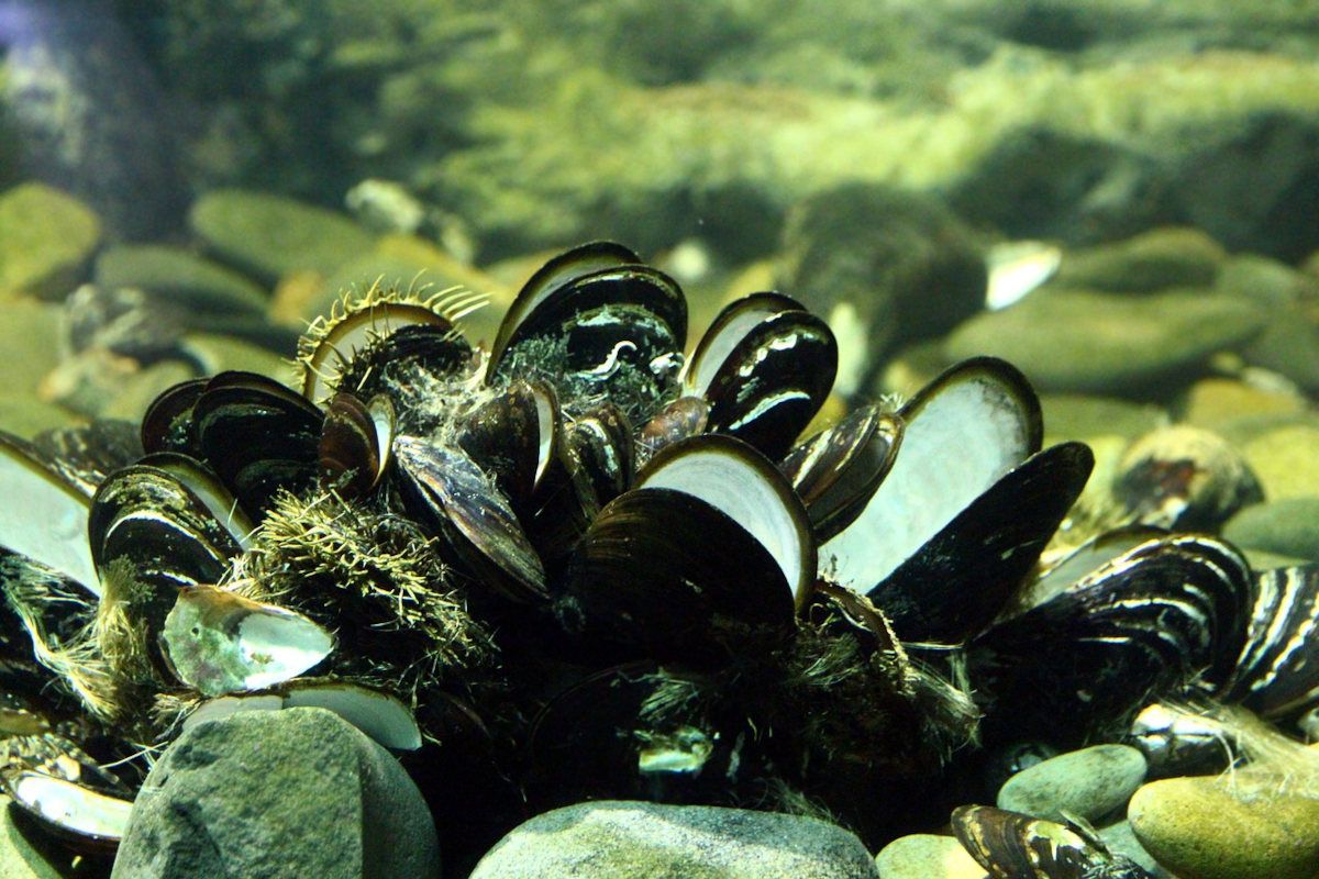 Public warned NOT to eat shellfish from Saldanha Bay