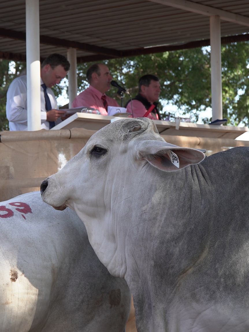 Indonesian importer buys up big at NT’s biggest bull sale