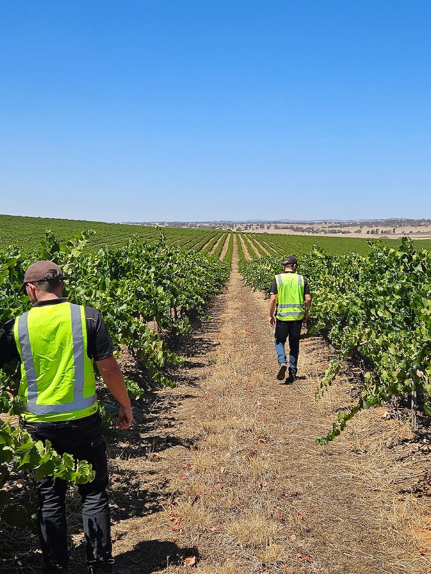 Major winemaker considers moving business overseas if tax changes go through