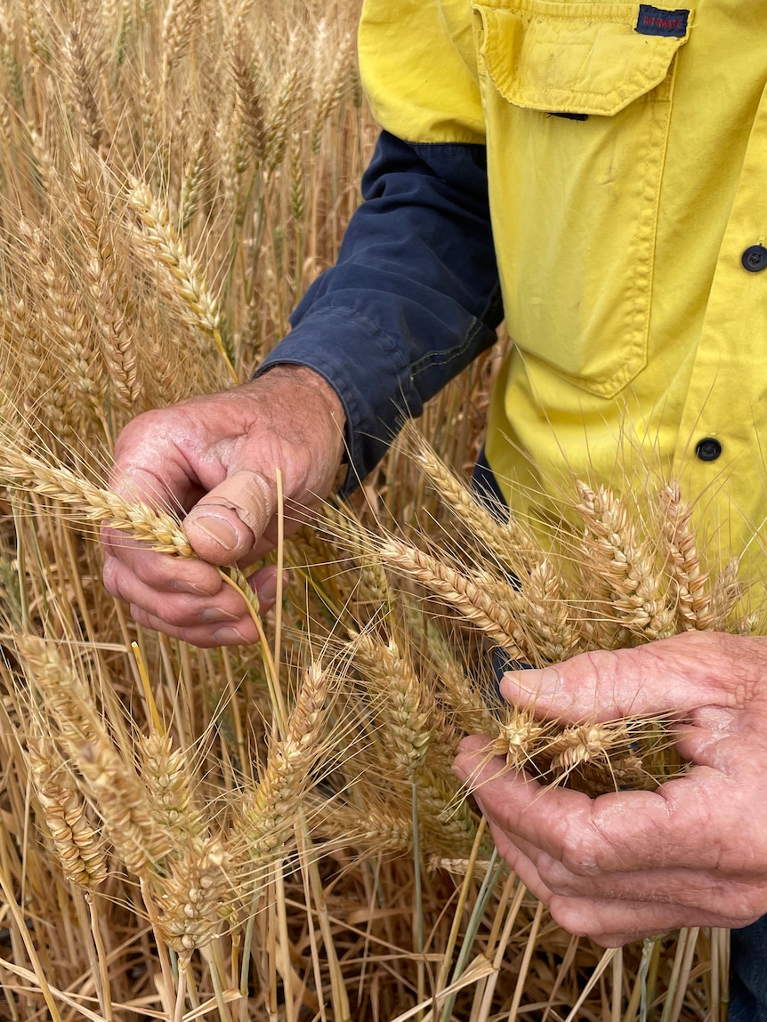 Farm profits to dive by 70 per cent as drought and costs bite
