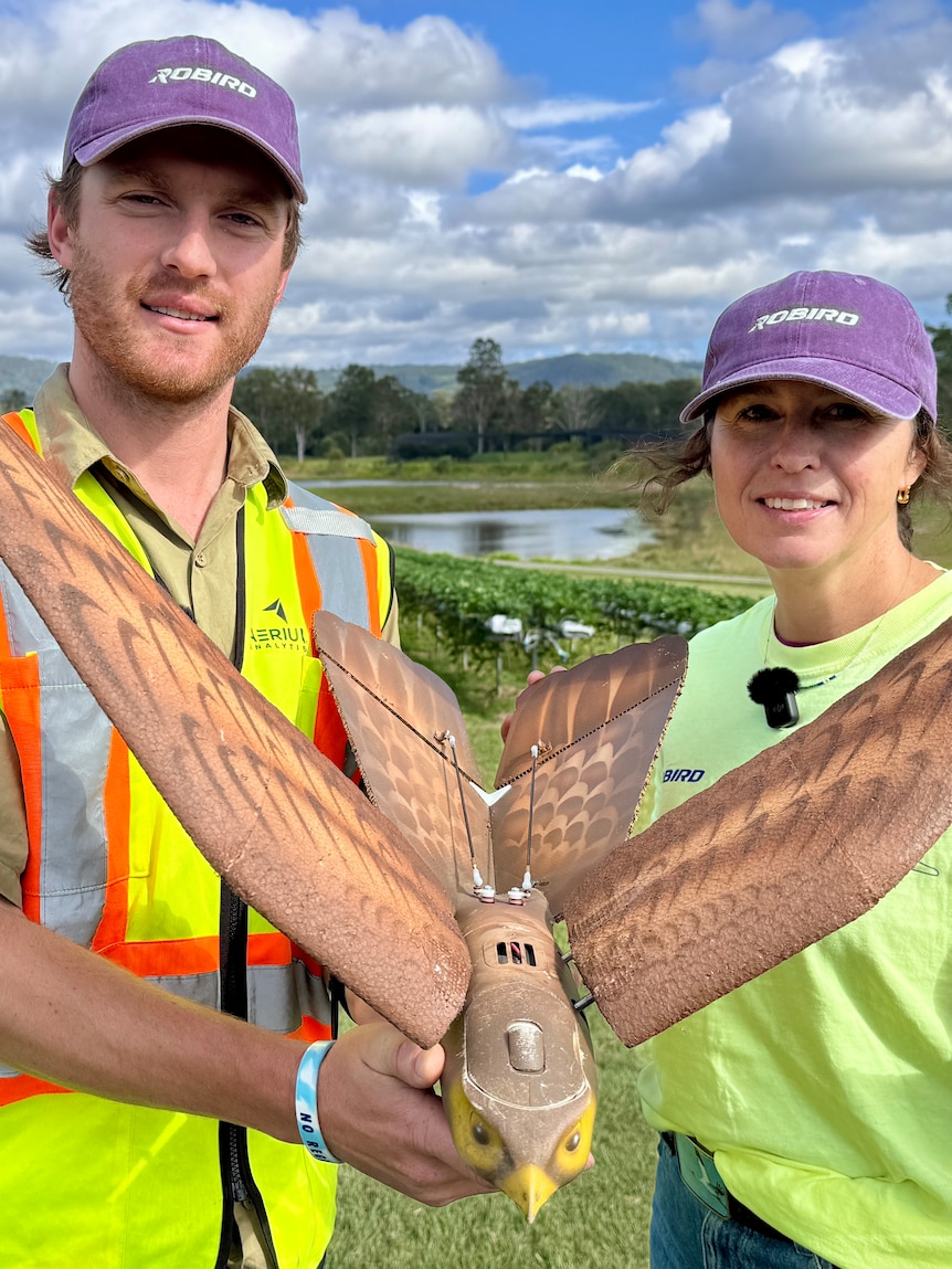 Flapping drone mimicking peregrine falcon gives hope to strawberry growers