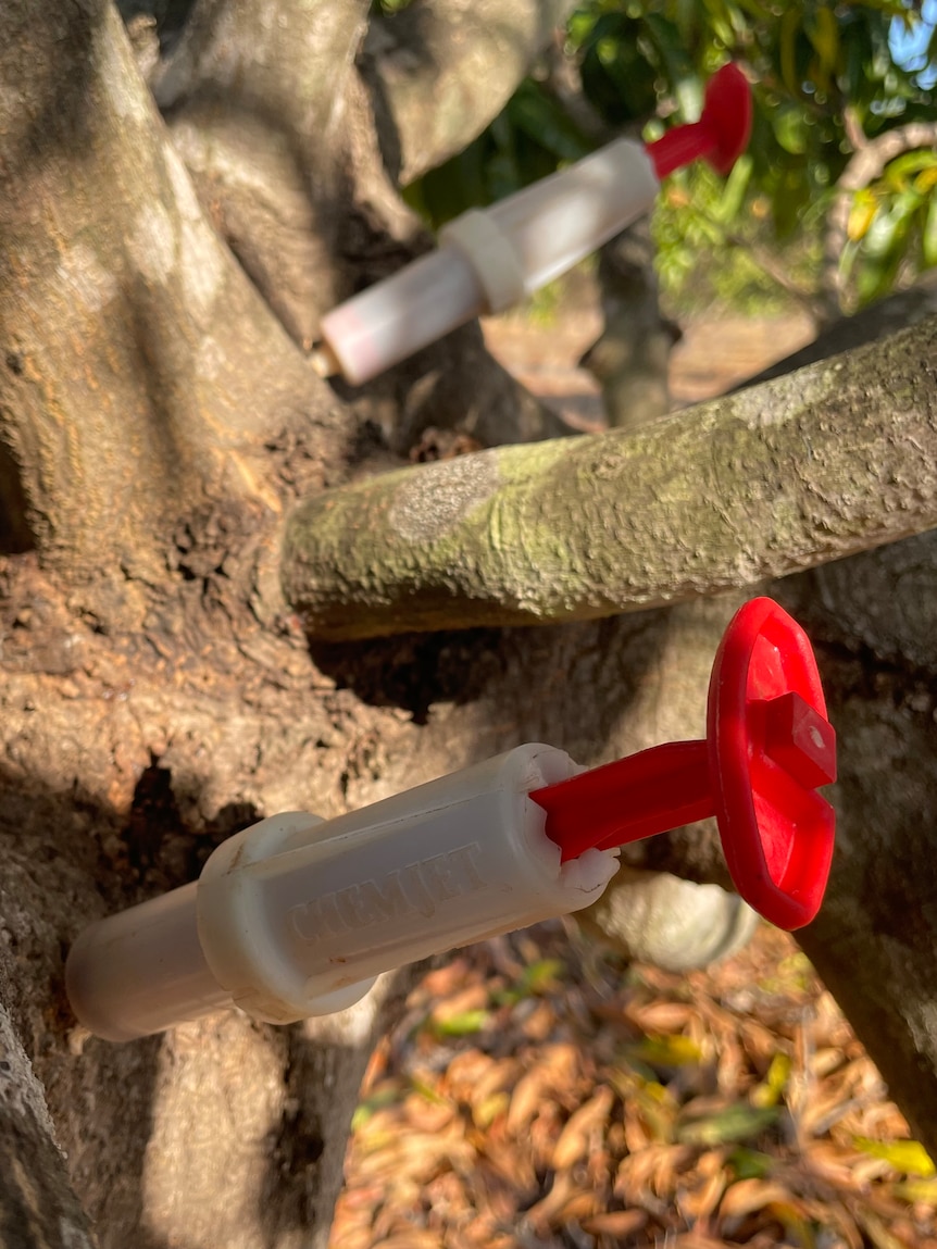 Dieback disease killing mango trees is spreading in the NT