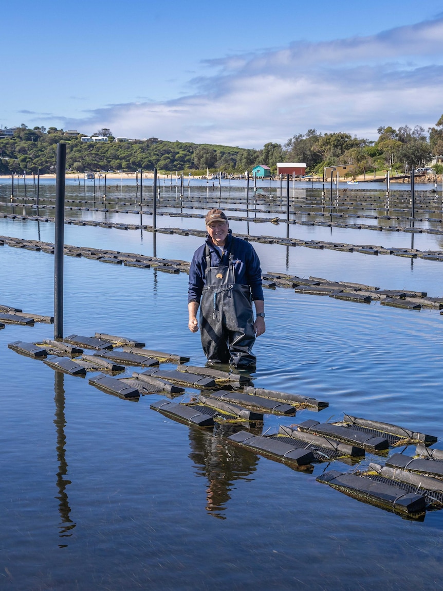 Far South Coast breaks records in oyster growing turnaround