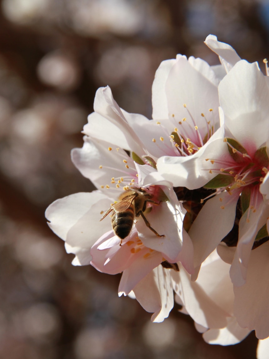 ‘Not enough’ bees for crop pollination as parasite takes over