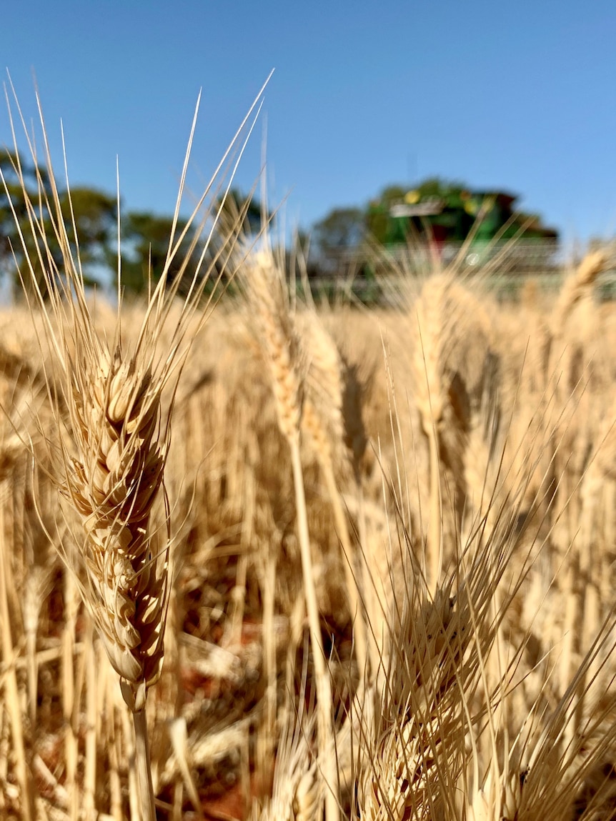 Heatwaves are becoming so extreme, they’re ‘breaking the biology’ of plants