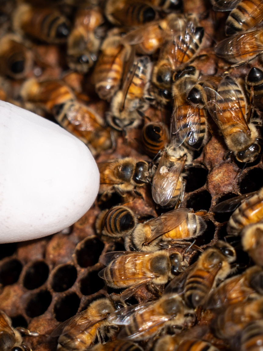 A year since the varroa mite entered Qld, honey bee colonies have collapsed
