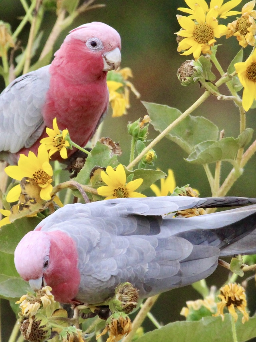 Testing underway after mass bird death in country WA