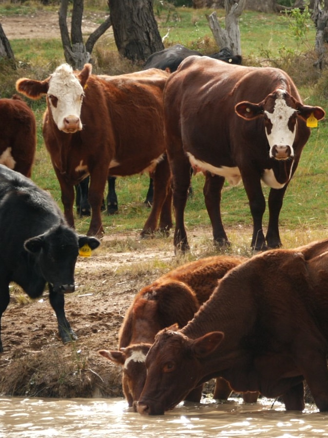 Experts suspect state policy is putting some farmers in artificial drought