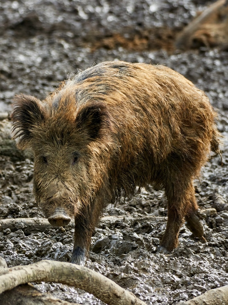 Feral pigs raid NSW farms, tearing up hectares of agricultural land