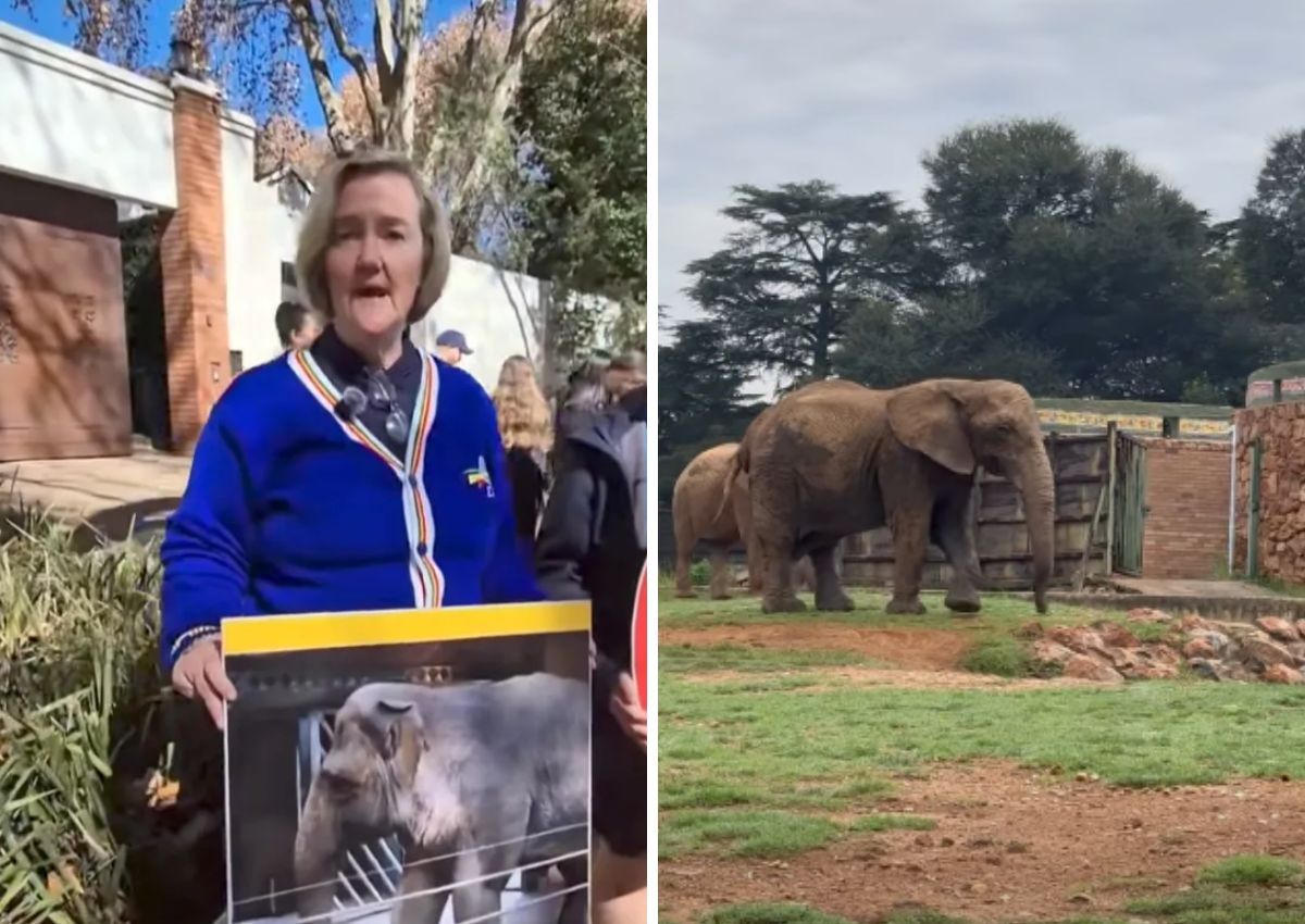 DA wants elephants removed from Joburg zoo – Here’s why