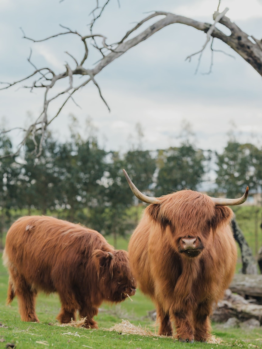 Highland cows encounters bring ‘positive impact’, agritourism operators say