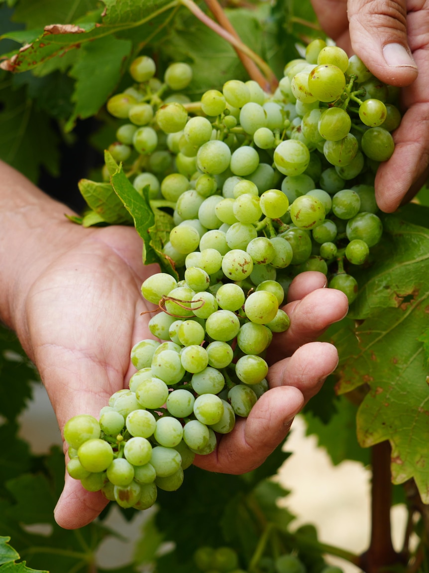 Ancient wine grape variety reducing farmers’ water consumption by 75pc