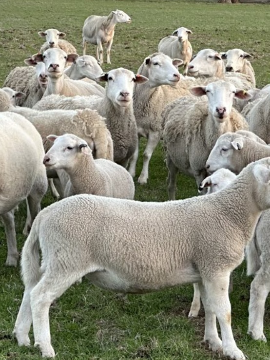 Hundreds of pregnant sheep reported stolen from WA farm