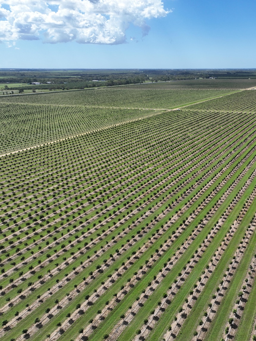 Tech giant Apple joins investors pouring millions into macadamias