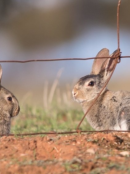 Farmers and environmentalists label federal budget ‘savage’ and ‘tragic’