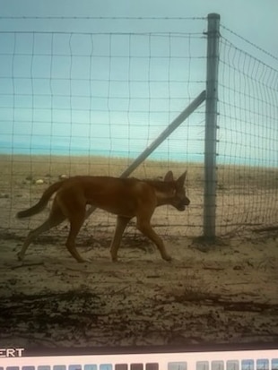 Farmers worry 70km dingo fence ‘not enough’ to protect sheep