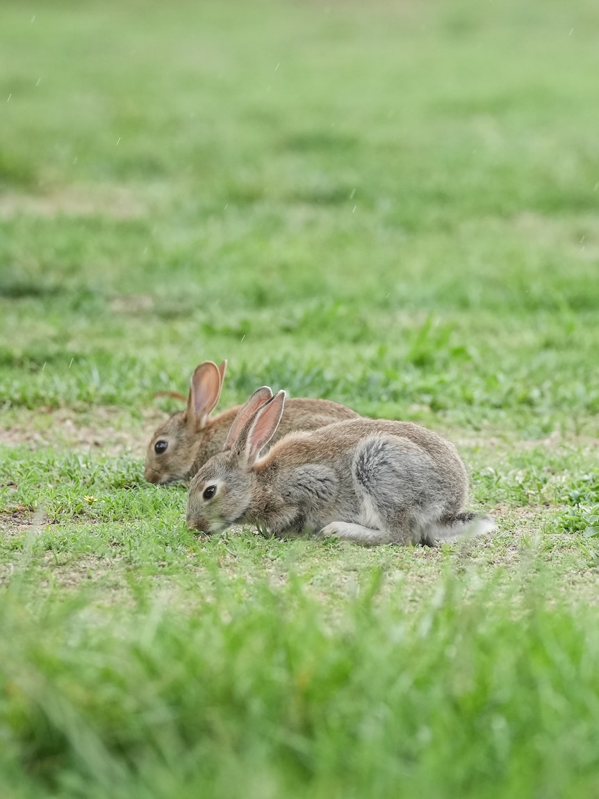 Rabbits are everywhere in the wild, so why is rabbit meat so expensive?