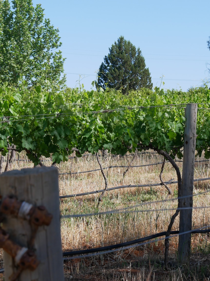 Multi-million-dollar fund for SA farming help not used for a decade